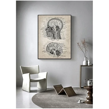 Винтажный плакат с анатомией человеческой головы и мозга, картина по неврологии, Анатомия человека, Настенный декор для офиса врачей, принты на холсте