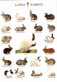 Домашний декор Породы кроликов-Шелковый Художественный плакат, Подарок для украшения стен